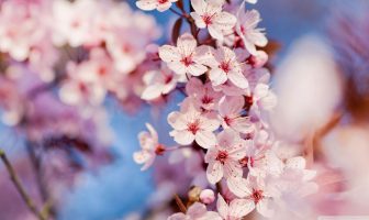 Trung Châu Tử vi sơ cấp giảng nghĩa luận cung Tật ách