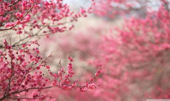 Thất sát ngưỡng đẩu và triều đẩu (Tử Vi hay Phá Quân)