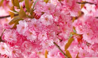 LUẬN BÀN Họa Hôn Nhân Trắc Trở