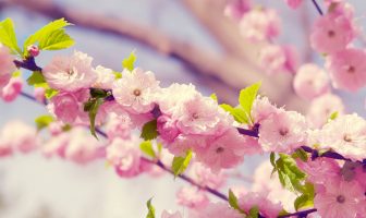 Bộ Sao Cơ Nguyệt Đồng Lương – Cự Nhật – Phần 1