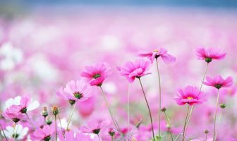 Cách cục Tam kỳ gia hội