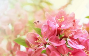 Bộ Sao Cơ Nguyệt Đồng Lương – Cự Nhật – Phần 2
