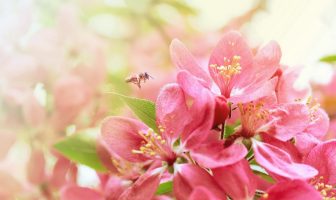 Bộ Sao Cơ Nguyệt Đồng Lương – Cự Nhật – Phần 2