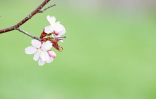 Chương 43. Luận Dương Nhận