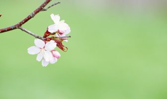 Tứ Hóa Phái: Phân tích trường hợp cung Phúc đức có sao Hóa kỵ