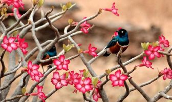 Định bần tiện cục