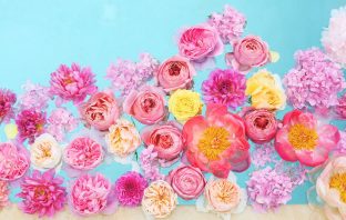 Can Mậu – Tham Lang Hóa Lộc