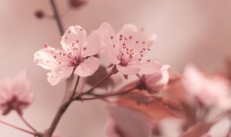165.-Lá số và cuộc đời của nữ nghệ sỹ Thanh Thanh Hoa-KHHB số 19