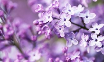 Hướng dẫn sử dụng phần mềm phong thủy.