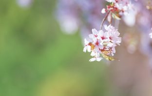 Bát, Luận Dụng thần