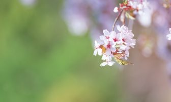 Bát, Luận Dụng thần