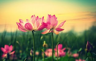 Nữ mệnh cốt tủy phú