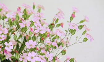 HÓA DIỆU LUẬN