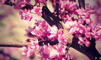 155.-Tìm hiểu phú tử vi: đế toạ thiên la; thân cư triết xứ; tử vi nam hợi, nữ dần cung; ..KHHB số 74