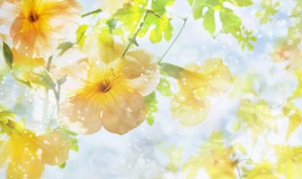 TỬ VI – CAN ẤT HÓA KHOA