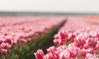 CÁCH CỤC TAM KỲ GIA HỘI
