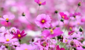 MẪU NGƯỜI “THAM VŨ ĐỒNG HÀNH”