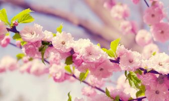 Cách Cục Tam Kỳ Gia Hội