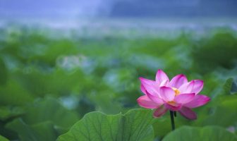 Vòng Tràng Sinh (phần 1)