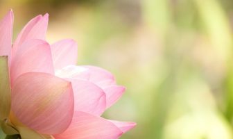 Tứ Hóa Phái: Phân tích trường hợp cung Phụ mẫu có sao Hóa lộc